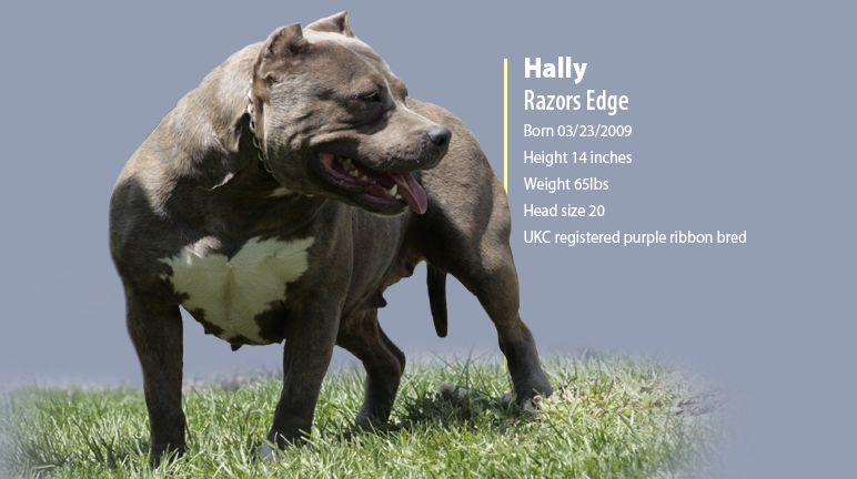 Hally