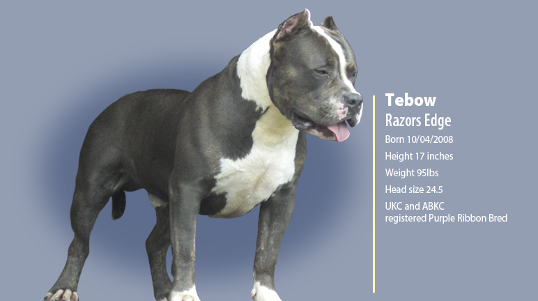 Tebow